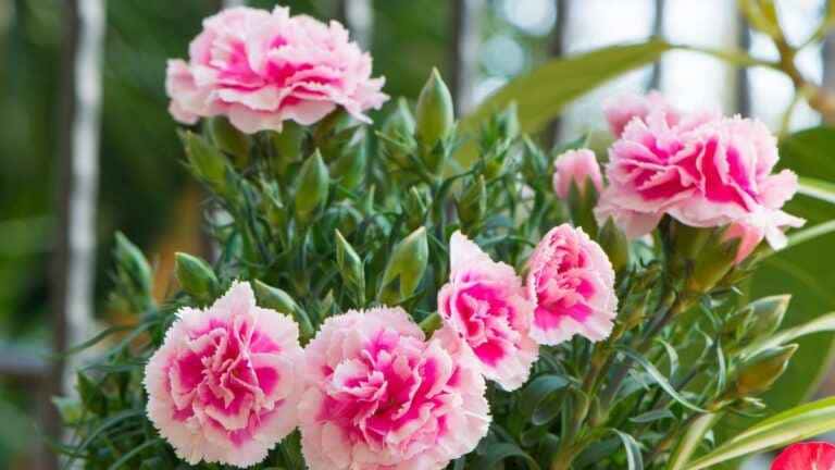 rosa do deserto carnation
